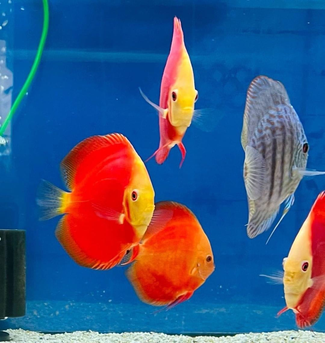 (56) Discus Fish