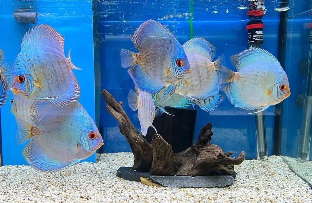 (56) Discus Fish