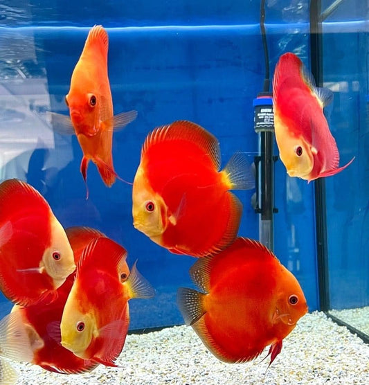 Discus Fish Assorted ( pack of 10)
