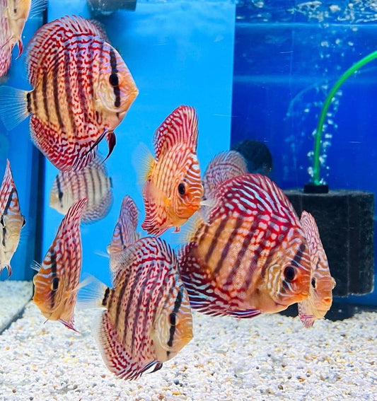 (56) Discus Fish