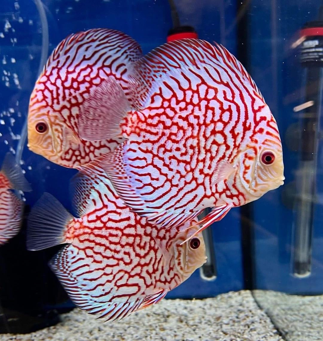 (56) Discus Fish
