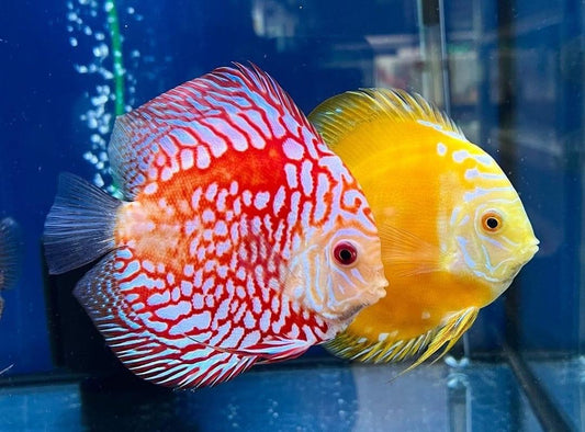Discus Fish Assorted (pack of 20)