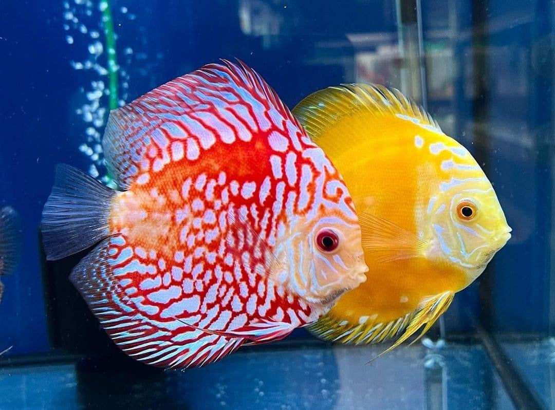 (56) Discus Fish
