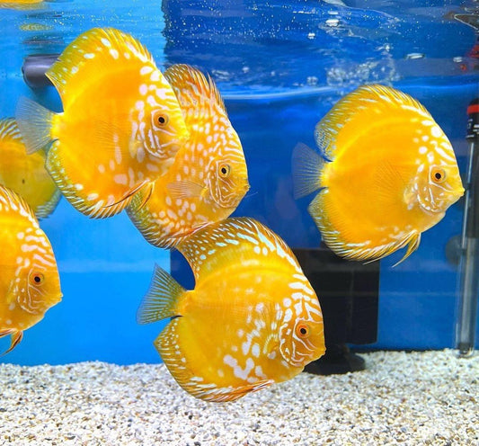 Discus Fish Assorted (pack of 20)