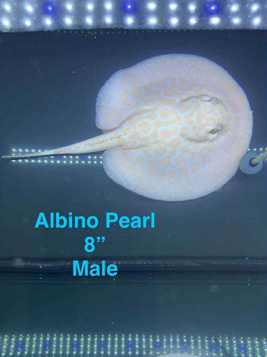 WholeSale Only - Albino Pearl Black Diamond Stingray 7in