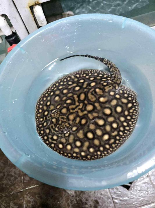 (500) Motoro Hybrid Stingrays 8in