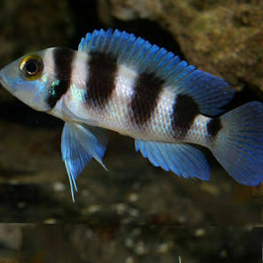 The Five-bar Cichlid  1-2''