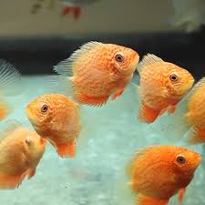 (135) Red Spot Severum 2''