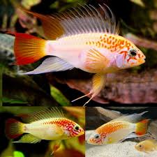 Apistogramma Viejita Red 1'' ( pack of 5)