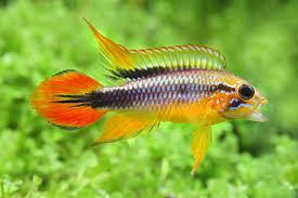 Agassiz's Dwarf Cichlid 1-2'' ( pack of 5 )