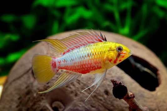 Umbrella Dwarf Cichlid 1-2'' ( pack of 5)
