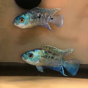 Electric Blue Jack Dempsey 1-2'' ( pack of 5 )