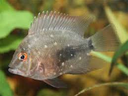 Triangle Cichlid 2'' ( pack of 5 )