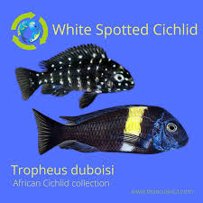Duboisi Cichlid 2-3'' ( pack of 5)