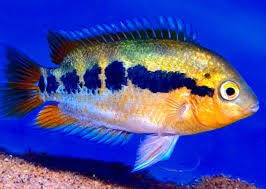 (120)Rainbow Cichlid 2''