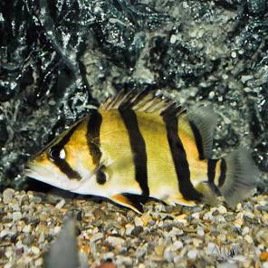 (145) Datnoid NTT 6-7in