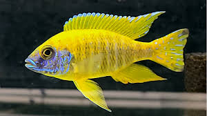 Baenschi Cichlid 3in ( pack of 5)