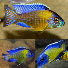 Blue Neon Peacock Cichlid 3in  ( pack of 5 )