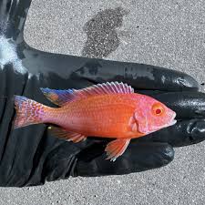 Albino Dragon Blood Peacock Cichlid 3in ( pack of 5)