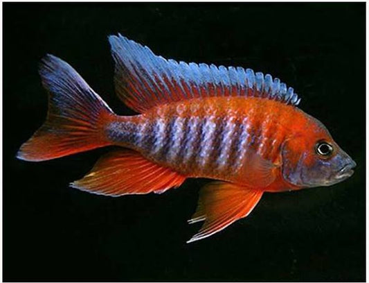 Eureka Red Cichlid 3in ( pack of 10)