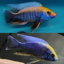 (112) Mara-Rocks Sulphur Crest Cichlid 3in