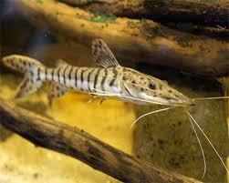 Tiger Shovelnose Catfish 3-4in ( pack of 6)