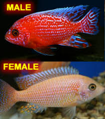 (109) Dragon Blood Fire fish 3in