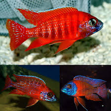 (107)OB Fire Red Peacock Cichlid 3 in