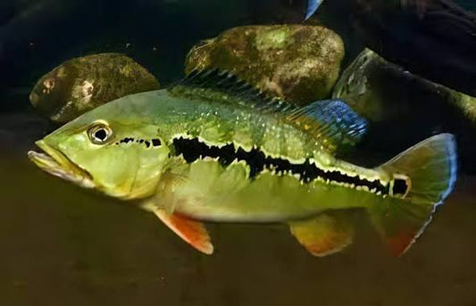 (103) Intermedia Peacock Bass 3-5in