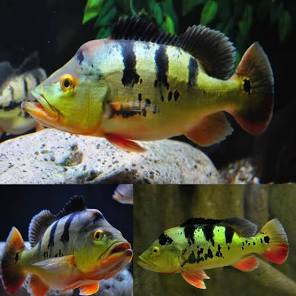 (102) Monoculus Peacock Bass 3-5''