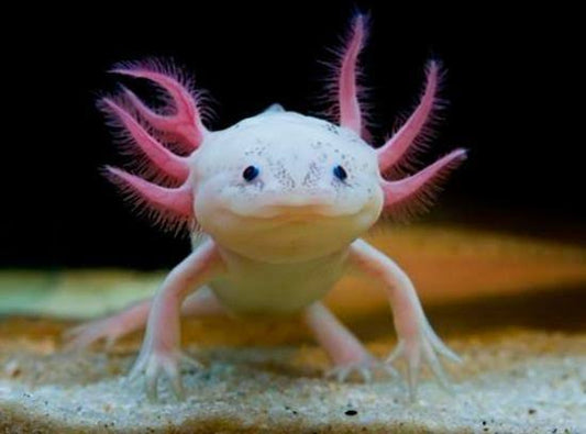 axolotl 3-5'' ( pack of 5)