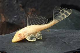 (96) Pleco Gibbiceps Albino 1-2''