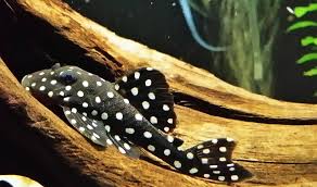(95) L-471 Big Gold Point Pleco 1-2''