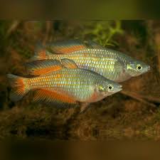 (91) Parkinson's Rainbowfish