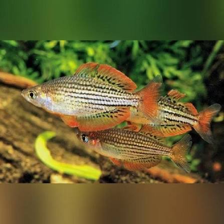 (90) Maccullochi Rainbowfish