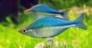(89)Lake Kutubu Rainbowfish