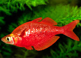 (88) Red Rainbowfish