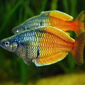 (87) Boesemani Rainbowfish