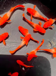 Koi Red Ear Guppy FEMALE. ( pack of 10)