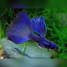 BLUE TAZAN GUPPY MALE ( PACK OF 10)