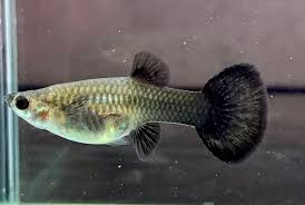 Blue Tarzan Guppy FEMALE ( pack of 10 )