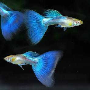 BLUE TOPAZ GUPPY MALE ( PACK OF 10)