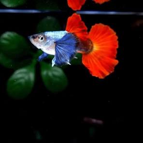 DUMBO RED TAIL GUPPY MALE ( PACK OF 10)