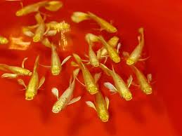 (81) Full Gold Ribbon Guppy 1 pair ( 1 male 1 female)