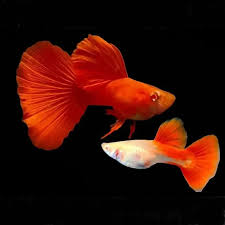 (80) Full Red Guppy 1 pair ( 1 male 1 female)