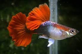 HALF BLACK RED TAIL GUPPY MALE ( PACK OF 10)