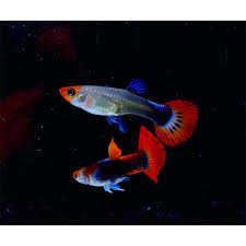 (78) Black Koi Guppy 1 pair ( 1 male 1 female )