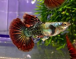 (77)Red Dragon Guppy 1 pair ( 1 male 1 female )