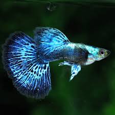 (76) Blue Dragon Guppy 1 pair. ( 1 male 1 female )