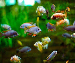 ASSORTED CICHLID ( PACK OF 10)